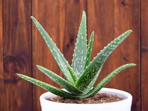 aloe