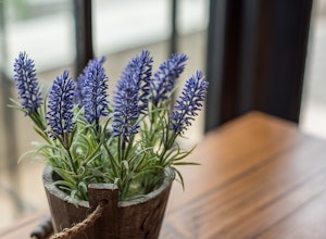 lavender