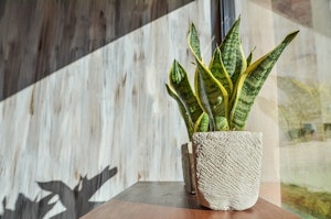 snake plant