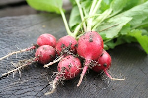 Radishes