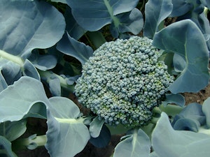 Broccoli