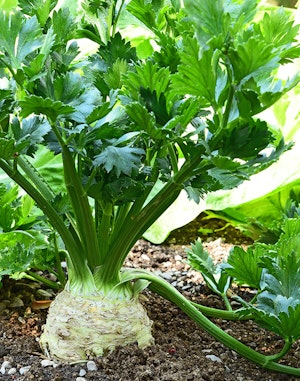 Celeriac