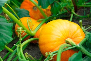 Pumpkin