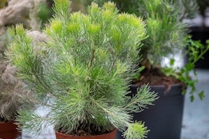 woolly bush