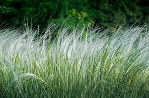Mexican feather grass