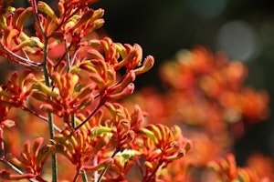 kangaroo paw