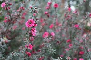 acacia tree