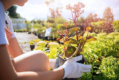 woman choosing a new shrub at a garden center summerwinds california
