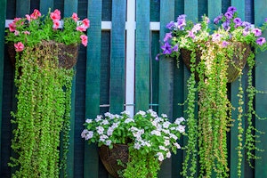 hanging flower planters on fence with trailing vines summerwinds california