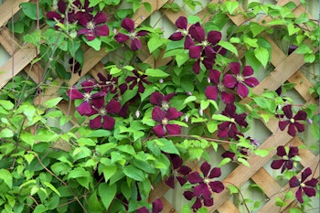 trellis with flowering vines in garden summerwinds california