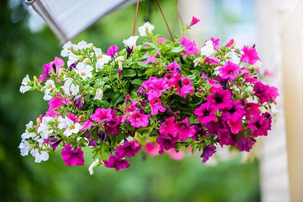 hanging basket