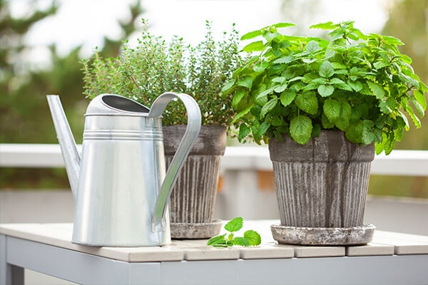herbs