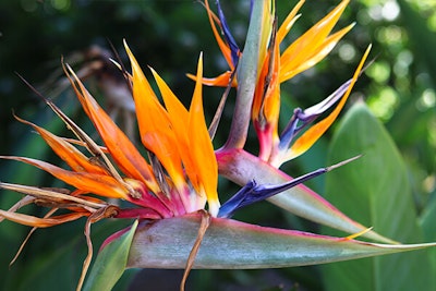 bird of paradise plant summerwinds california
