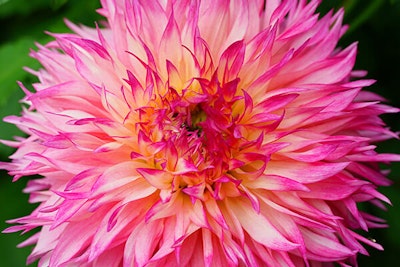 Pinelands Princess pink dahlia summerwinds california