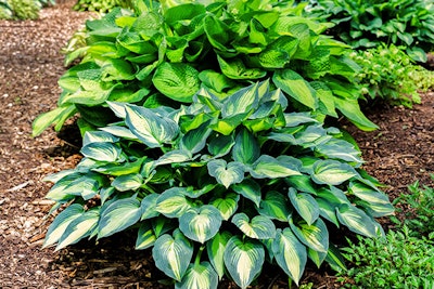 hosta plants foliage summerwinds california