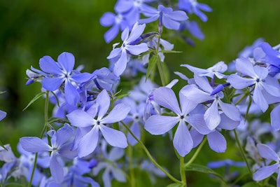 wild blue phlox flowers summerwinds california