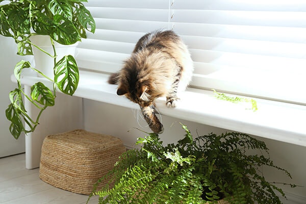 cat playing with boston fern summerwinds california