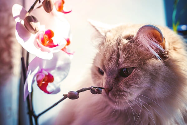 cat with moth orchid summerwinds california