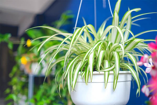 hanging spider plant indoors summerwinds california
