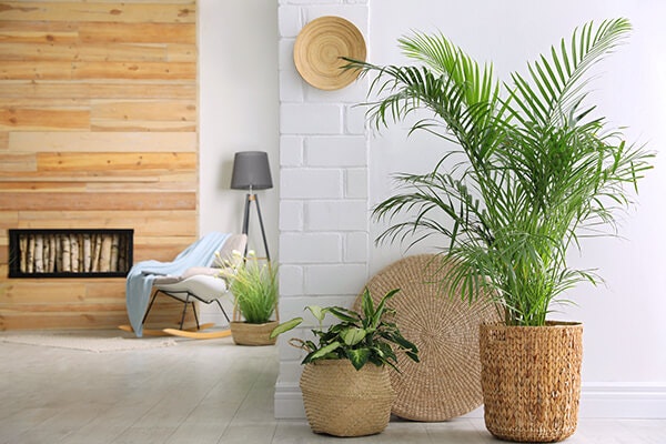 parlor palm summerwinds california