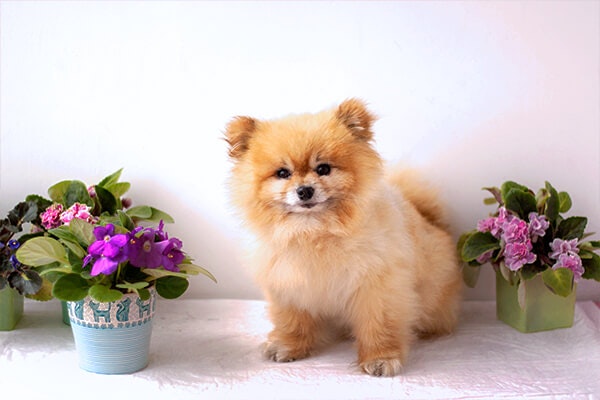pomeranian with african violet summerwinds california