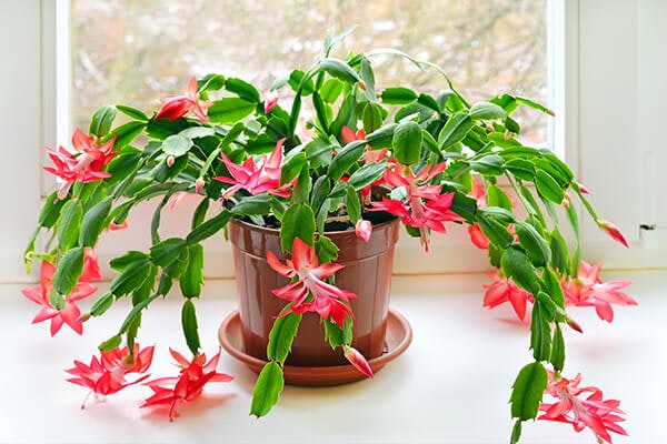 christmas cactus summerwinds california