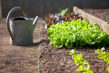 watering can next to lettuce plants summerwinds california