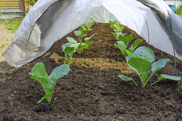 vegetables wrapped in canvas summerwinds california