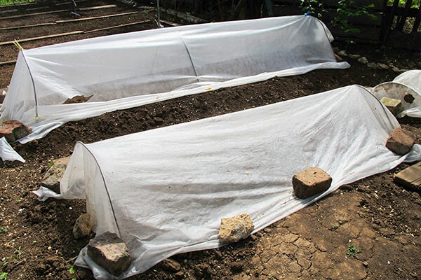 plants covered in plastic for winter summerwinds california