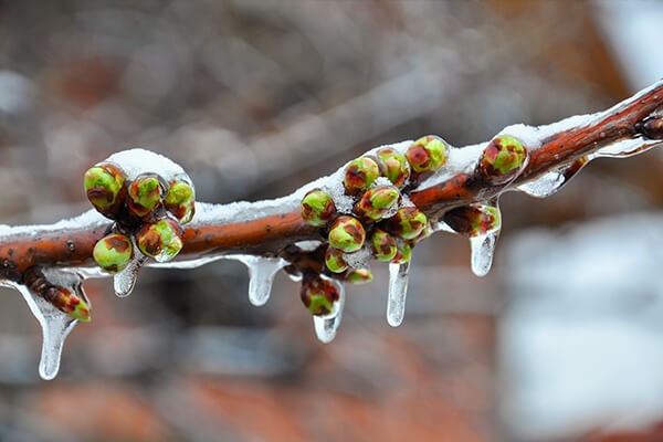 winter branch covered in icicles summerwinds california
