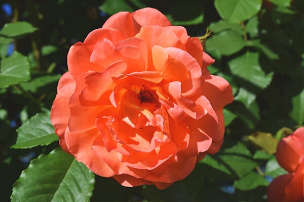orange rose summerwinds