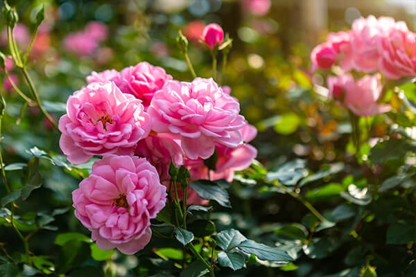 pink rose summerwinds