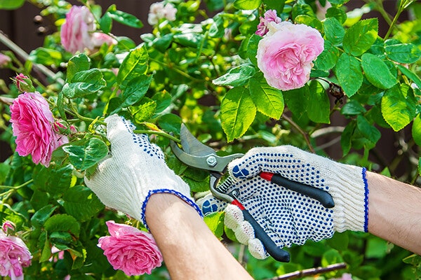 patio tree rose pruning summerwinds