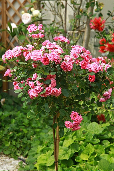 patio tree rose summerwinds