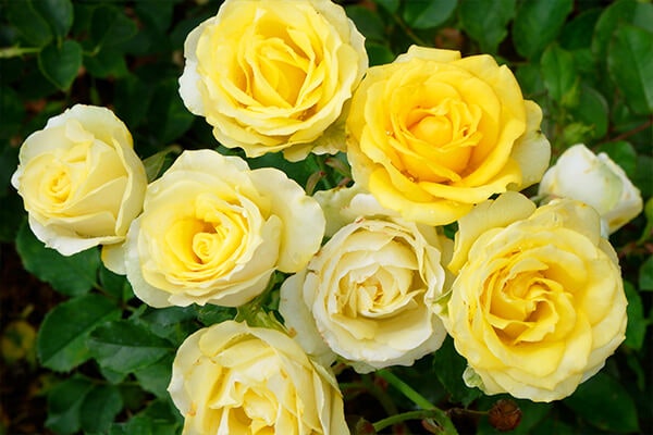 yellow roses summerwinds