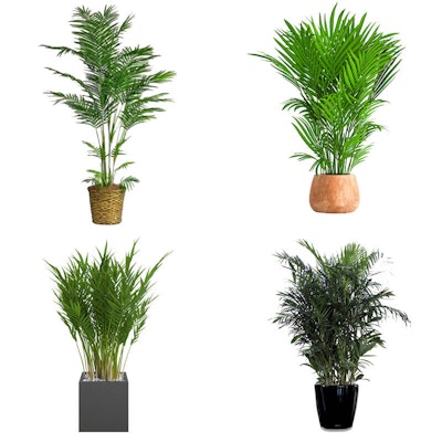 Bamboo Palms