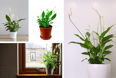 Peace Lily