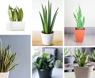 Snake Plants