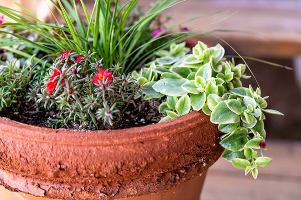 garden container summerwinds, california