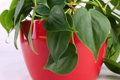 heart leaf philodendron houseplant in red pot summerwinds california