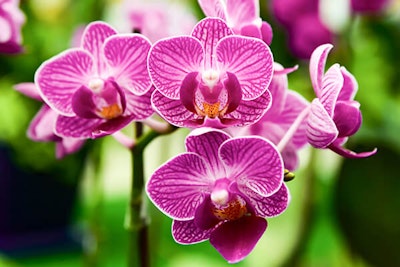 bright magenta moth orchid summerwinds california