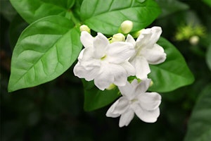 white jasmine flowers close up summerwinds california