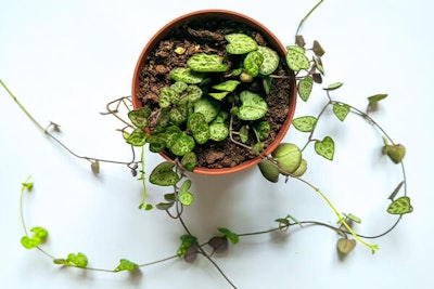string of hearts houseplant from above summerwinds california