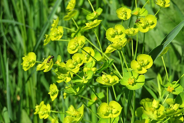 euphorbia plant summerwinds california