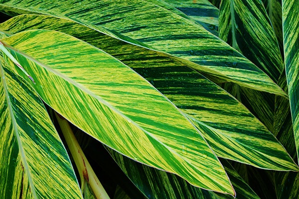 variegated ginger plant summerwinds california