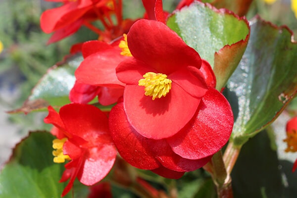 wax begonias summerwinds california