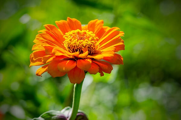 zinnia plant summerwinds california