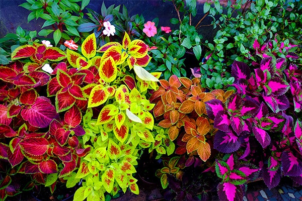 coleus plant summerwinds california