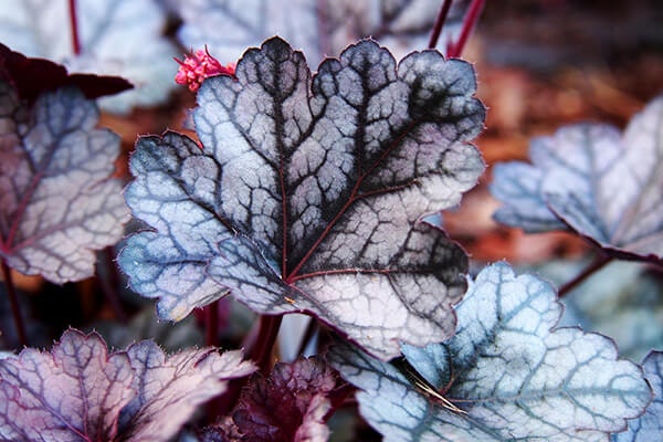 coral bells summerwinds california