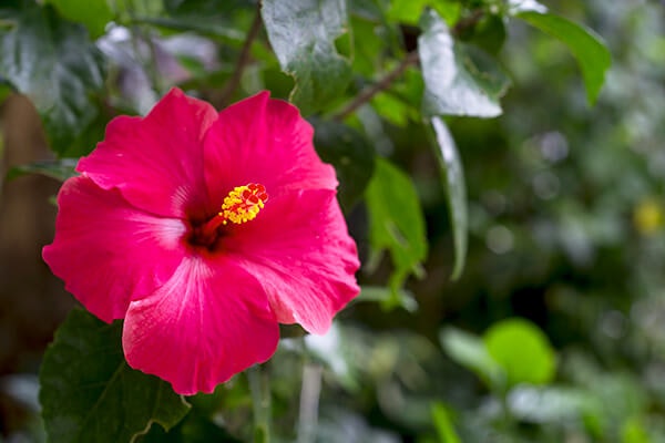 hibiscus plant summerwinds california